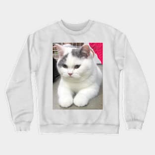 the chubby white cats Crewneck Sweatshirt